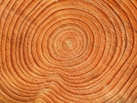 Brown Spruce Wood Rings Up Close