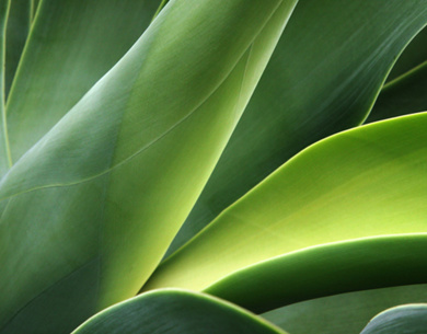 Green Leaf Plant Up Close