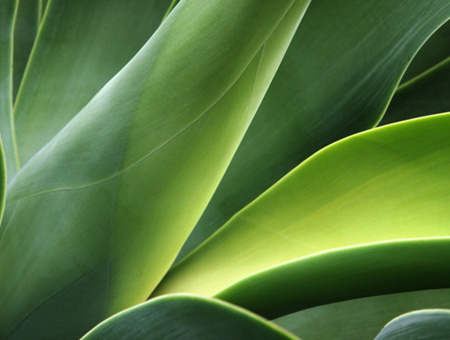 Green Leaf Plant Up Close