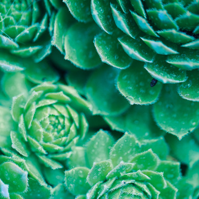 Green succulents 