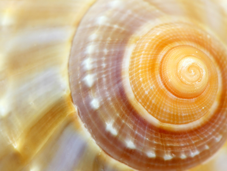 Close Shot Of Yellow Snail Shell