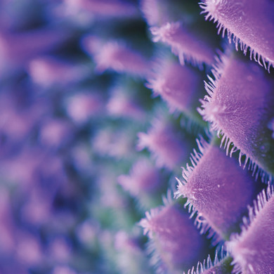 purple succulent close up