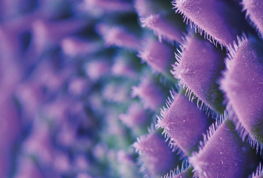 purple succulent close up