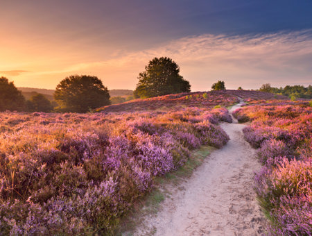 A Lavender Field With A Path In The Middle