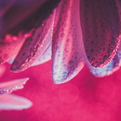 Pink flower close up