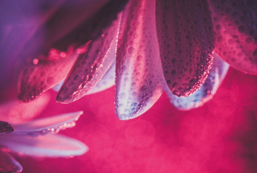 Pink flower close up