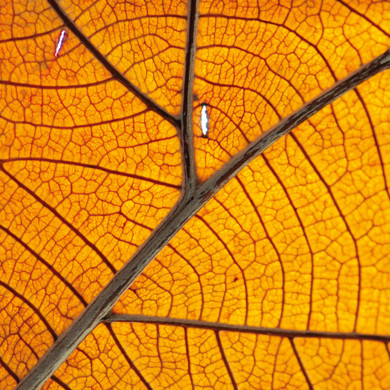 Orange leaf close up