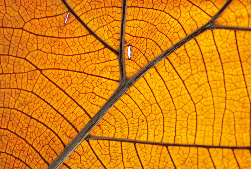 Orange leaf close up