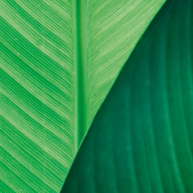 Close up of green leaf