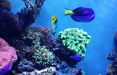 Fish and coral in sea