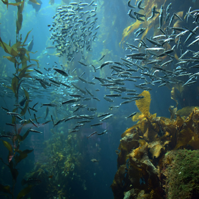 Underwater sea fish and plant life