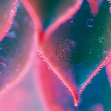 Pink and green leaves close up