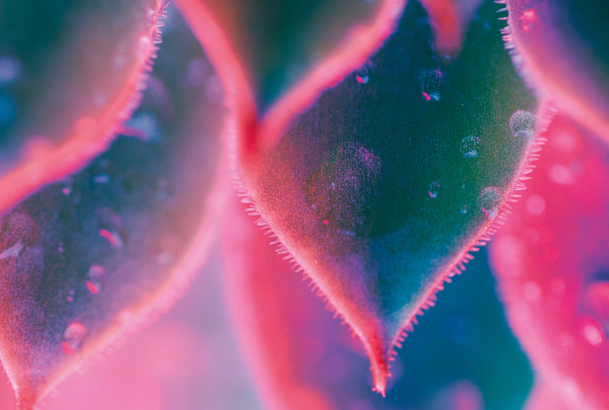 Pink and green leaves close up