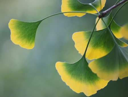 Ginkgo Leaves On A Tree With A Softly Blurred Background