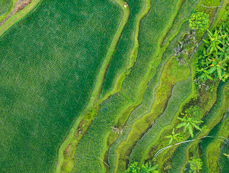 Aerial View Of Rice Field