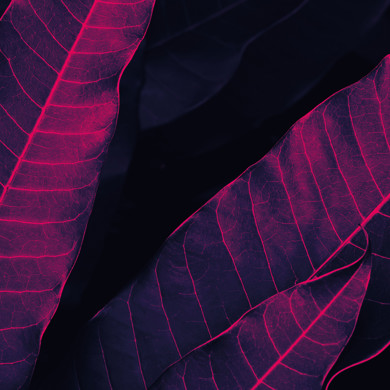 Pink leaves