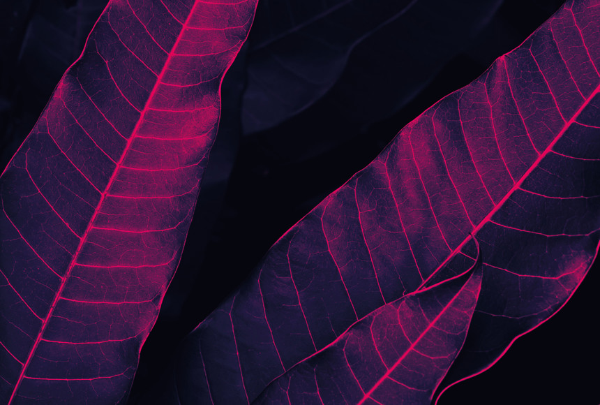 Pink leaves