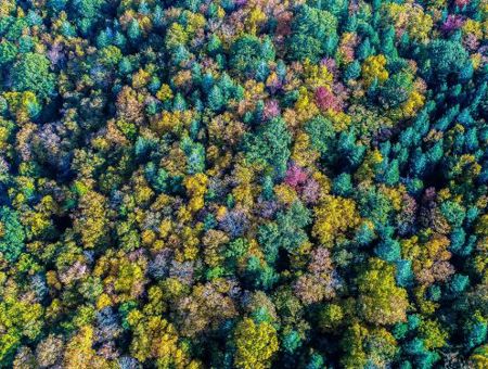 Aerial View Of A Forest With Threes In Different Colours Of Blue, Purple, Green