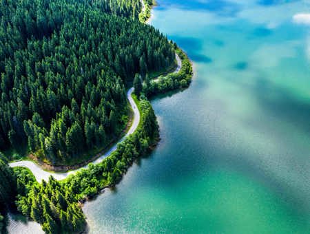 Aerial View Of A Forest Next To A Lake