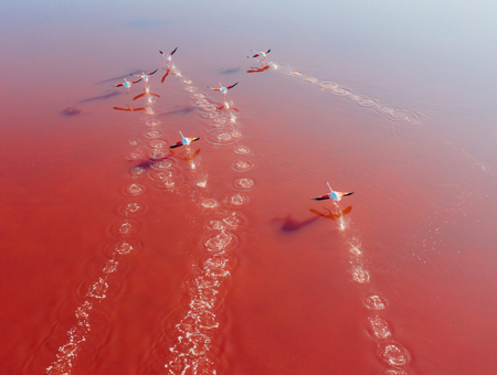 Flamingos flying over water