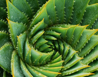 Aloe Vera Plant Up Close