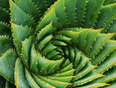 Aloe Vera Plant Up Close