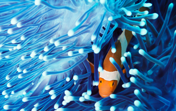 Clownfish in anemone