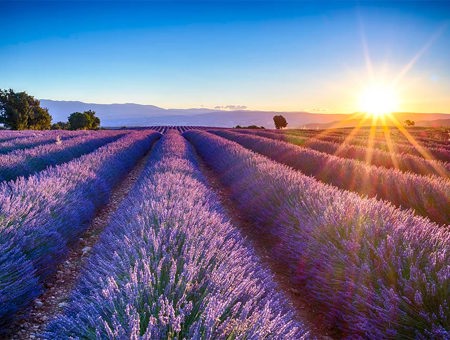 Lavender Field With A Sun Going Down In The Background