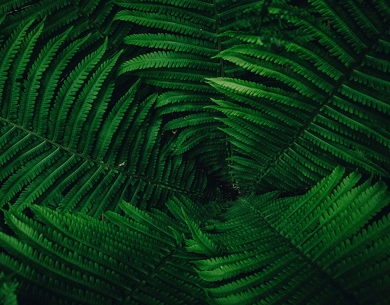 Green Fern Leaves Up Close