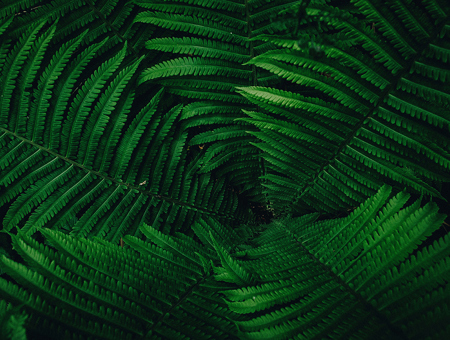 Green Fern Leaves Up Close