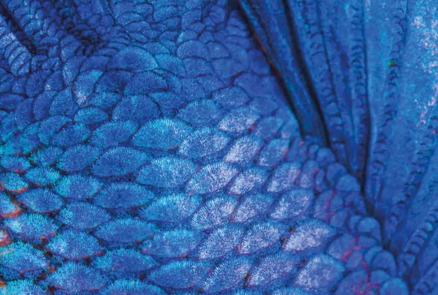 Blue feathers close up