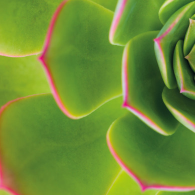 Succulent close up 